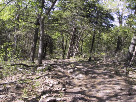 1983 Ford Bronco - A rocky path winds through a dense forest, with a Supermotors.net watermark visible in the lower right corner.