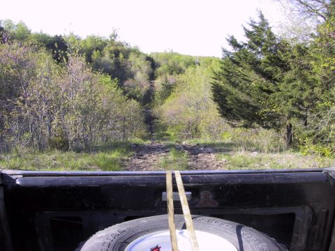 1983 Ford Bronco - View from truck bed looking up a rocky, wooded trail.