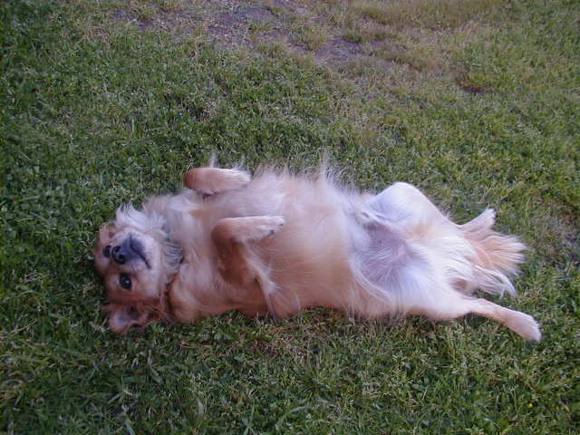 Dog lying on its back in the grass, paws in the air