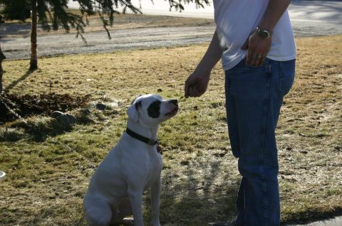 2003 Jeep TJ - A person in blue jeans offers a treat to a white dog with a distinctive black patch over one eye.