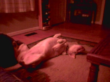 1996 Ford Mustang - A dog is resting on its back on a rug in a room.