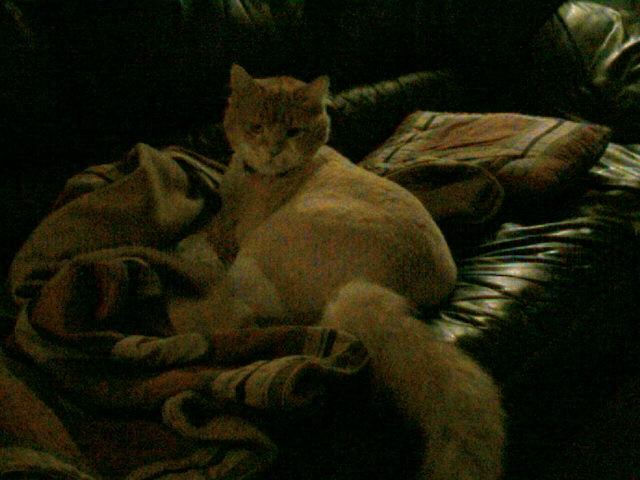 Orange tabby cat curled up on a dark leather couch with a folded blanket