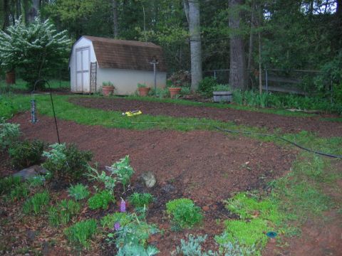 1985 Ford Crown Victoria LTD - A backyard scene shows a shed and freshly tilled garden plots surrounded by greenery.
