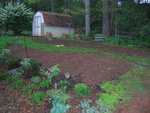 1985 Ford Crown Victoria LTD - A backyard scene shows a shed and freshly tilled garden plots with various plants and grass.