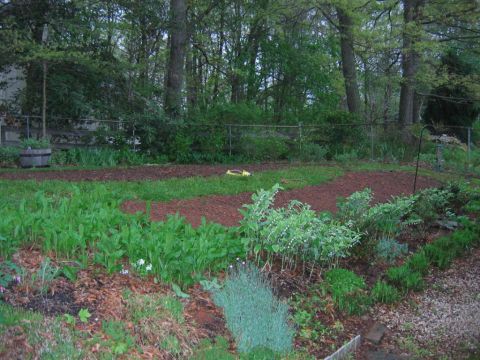 1985 Ford Crown Victoria LTD - A backyard garden features rows of green plants and dark mulch under a canopy of trees.