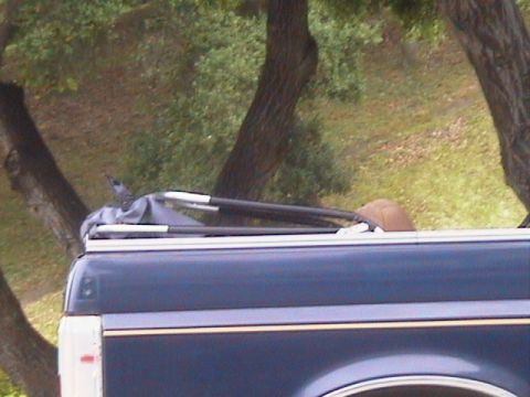 1991 Ford Bronco - Side view of the rear quarter of a two-tone dark blue and white truck with the soft top folded down, showing the black folding bow frame an…