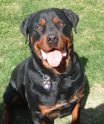 1991 Ford Bronco - This is Brendas other dog, Tank.