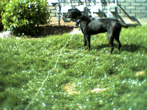 1991 Ford Bronco - This is Damnit. Jsut barely turned 6 weeks old. Part pit bull and part black lab.