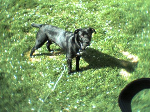 1991 Ford Bronco - A short-haired black dog stands on a sunlit lawn holding a hose or lead in its mouth and looking up toward the camera; no vehicle or vehicl…