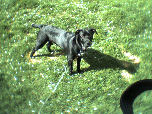 Black dog standing on a sunny green lawn looking up at the camera