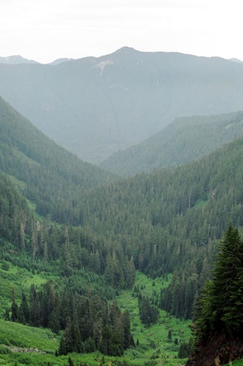 1976 Ford F-150 - A vast mountain valley filled with dense evergreen forests under a hazy sky.