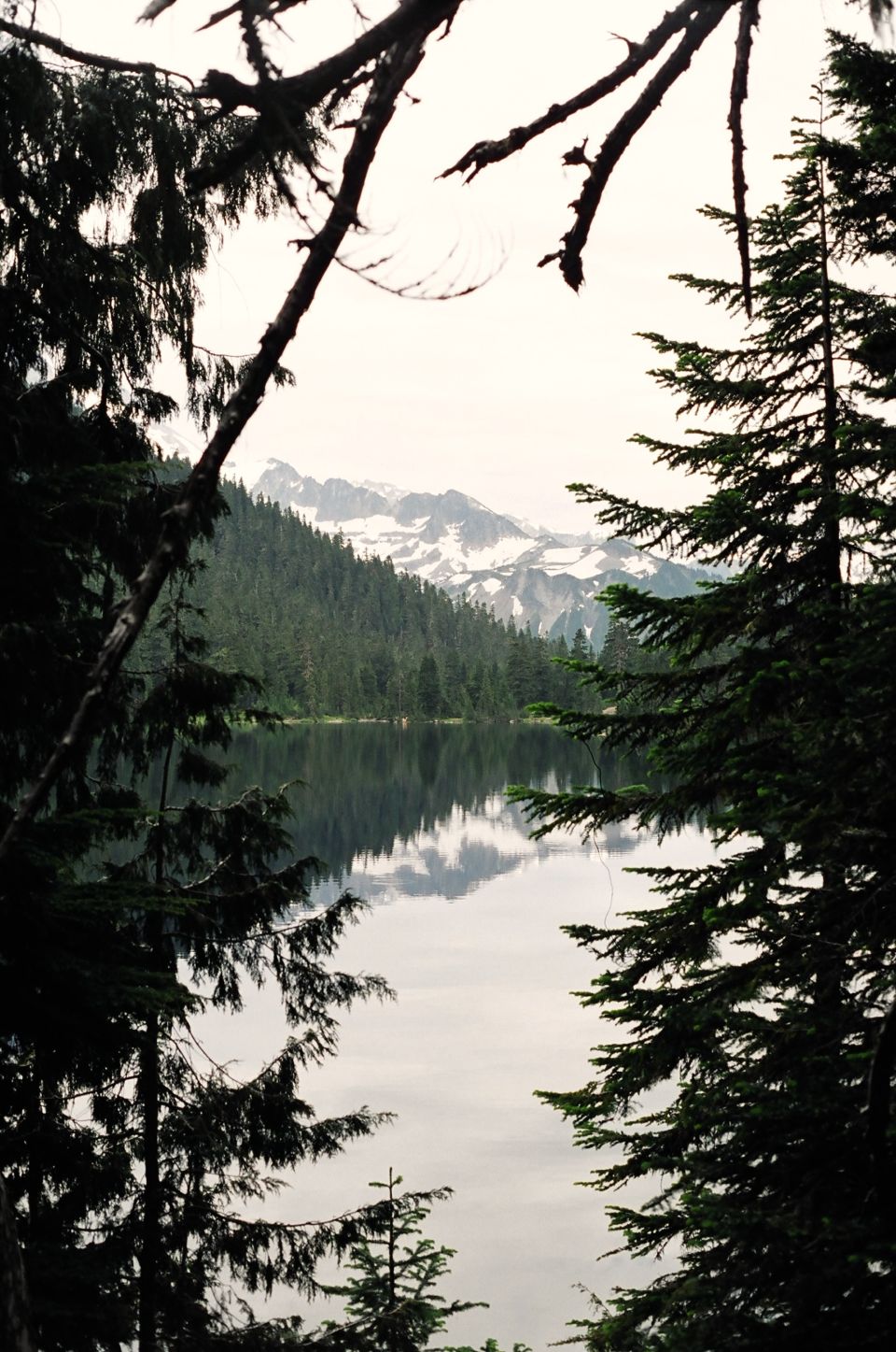 Lake reflecting snow-capped mountains, framed by pine trees