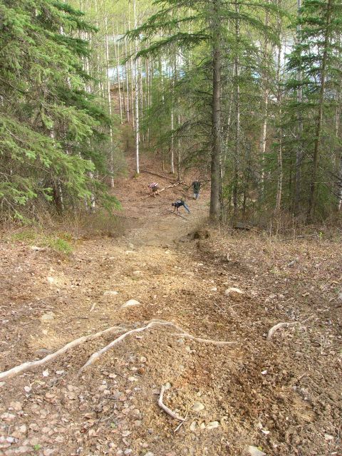 2003 Jeep TJ - Several dogs and people are visible on a dirt path winding through a forest with tall trees.