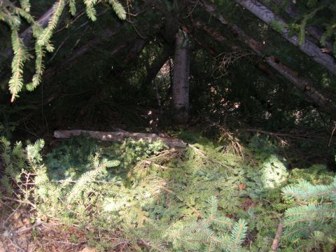 2003 Jeep TJ - A crude shelter constructed from fallen branches and logs, amongst trees in a wooded area.