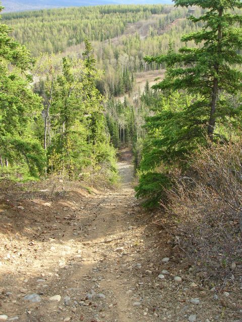 2003 Jeep TJ - A rough dirt road winds its way down a wooded hillside under a bright sky.