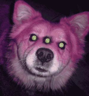 1988 Ford Bronco - A dog with an unusual appearance, three glowing eyes and pink fur, is shown in this image.