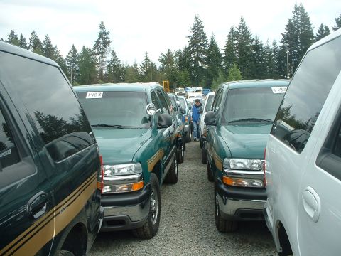 1999 Ford Crown Victoria - A line of green SUVs are parked in an outdoor lot, with trees in the background.