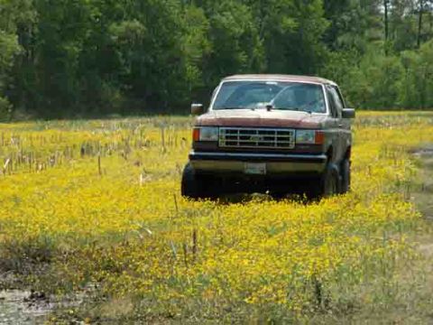 1988 Ford Bronco - This SUV, likely a 1987 model, navigates a field dotted with yellow wildflowers.