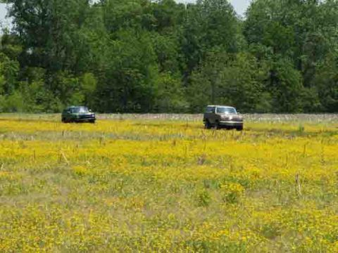 1988 Ford Bronco - Two SUVs drive through a meadow dotted with yellow wildflowers, with a dense line of trees in the background.