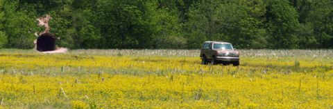 1988 Ford Bronco - A Ford Bronco drives through a field of yellow flowers with a tunnel in the background.
