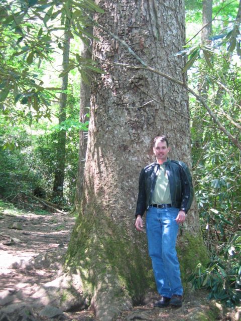 1985 Ford LTD Crown Victoria - A man poses next to a very large tree on a wooded trail.