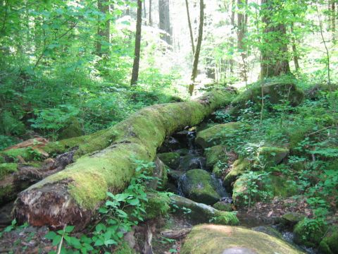 1985 Ford LTD Crown Victoria - A moss-covered fallen tree trunk lies across a small stream in a lush, green forest setting.