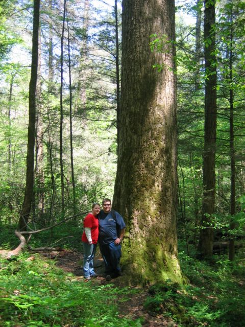 1985 Ford LTD Crown Victoria - A couple poses for a photo next to a very large tree in a lush, green forest setting.