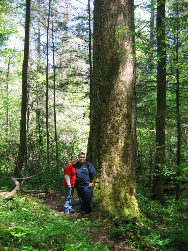 Two people stand next to a massive tree in a forest