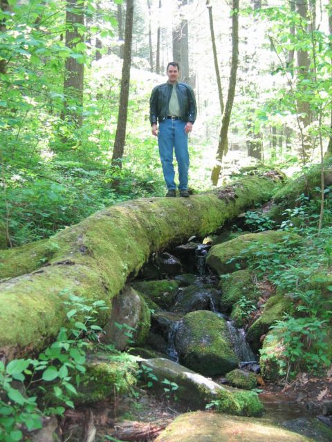 1985 Ford LTD Crown Victoria - A person stands on a large, moss-covered fallen tree trunk that spans a rocky stream in a lush, green forest.