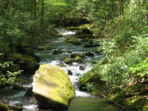 1985 Ford LTD Crown Victoria - A forest stream flows over moss-covered rocks, surrounded by lush green foliage.