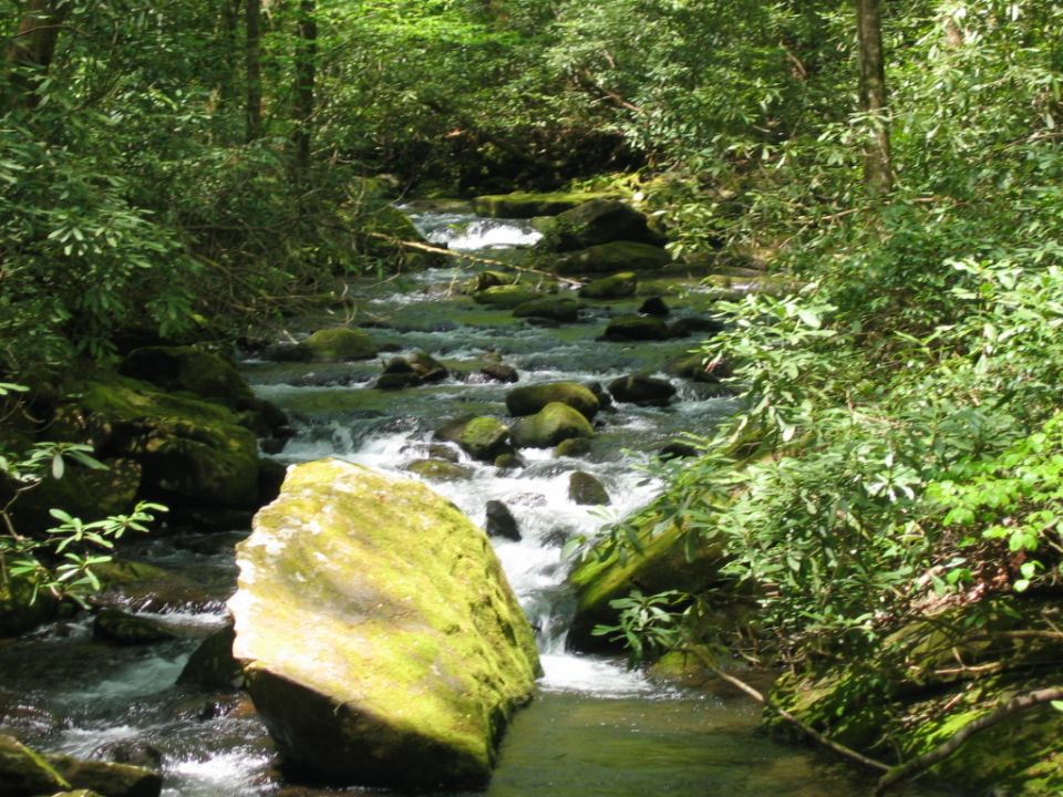 Forest stream with mossy rocks and rushing water