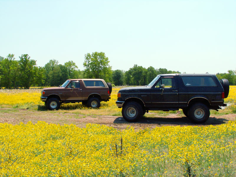 Two Ford Broncos parked in a field of yellow flowers