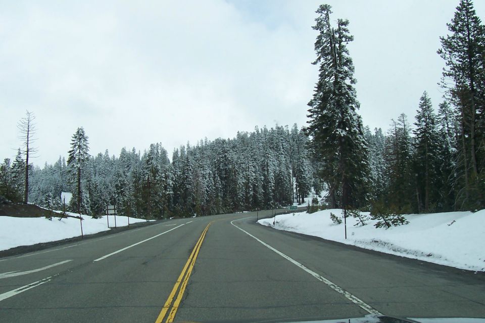 Winding road through a snow-covered forest with pine trees
