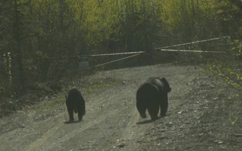 2003 Jeep TJ - A mother bear and her cub walk down a dirt road in a wooded area.