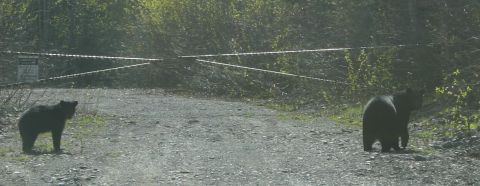 2003 Jeep TJ - Two black bears are seen on a gravel road, with a closed gate in the background.