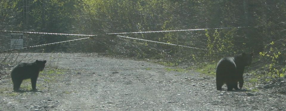 Two black bears on a gravel road in front of a closed gate