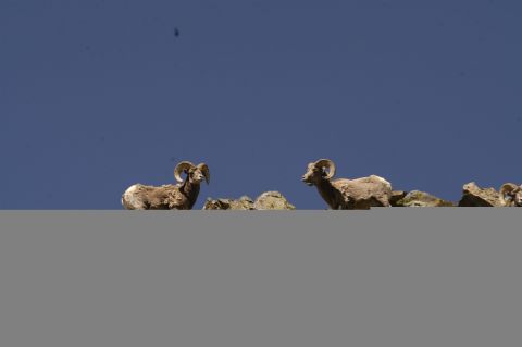 2000 Jeep TJ - Bighorn sheep are seen in their natural habitat on a clear day.