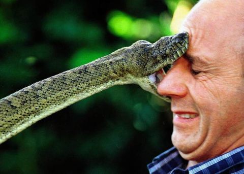 1990 Ford Bronco - A snake's head is pressed against a man's forehead, with its mouth open. The man appears startled.