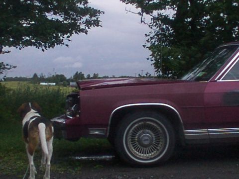 1991 Ford Crown Victoria LTD - Side view of the damage and my dog in the background