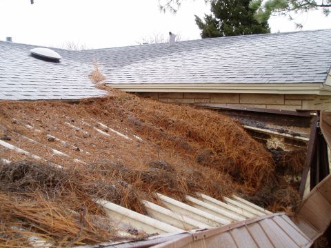 1990 Ford Bronco - A house gutter is severely clogged with pine needles and other debris, obscuring the roof structure beneath.