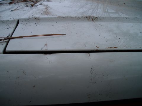 1990 Ford Bronco - Close-up view of the hood and fender seam on a white vehicle, with a pine needle resting on the hood.