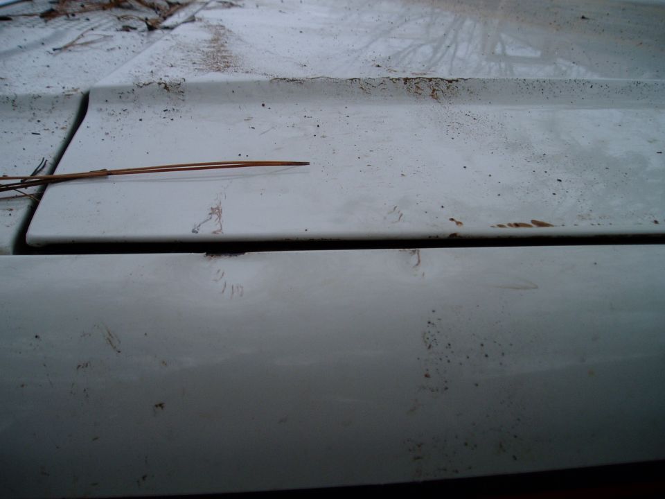 White hood and fender seam with pine needle