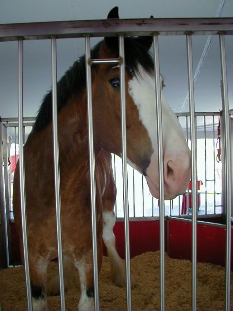 1994 Ford Probe - A horse is visible behind metal bars in a stall filled with wood shavings.