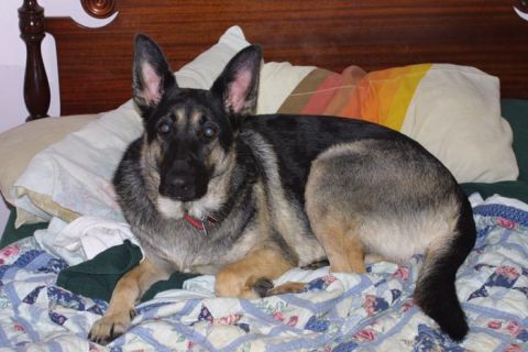 1989 Ford Bronco - Heidi, 2 yrs old here, making herself at home on our bed.