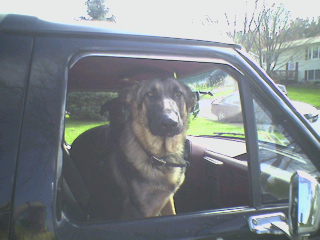 1989 Ford Bronco - Dog wont get out the truck