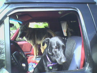 1989 Ford Bronco - Dog wont get out the truck