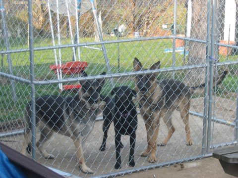 1989 Ford Bronco - Heidi, Roxie and Guntar
