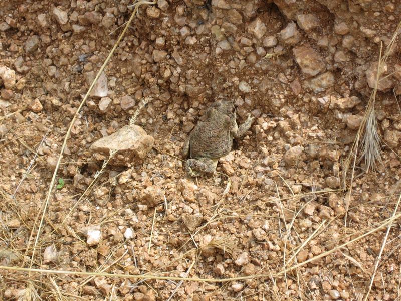 Toad on dry, rocky ground with sparse dry grass. Watermark reads SUPER MOTORS