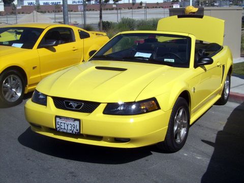 2002 Ford Mustang - Lucky Duck