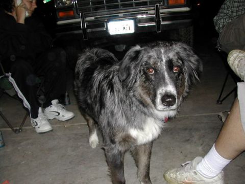 1981 Ford Bronco - My dog Raider